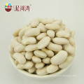 New Crop Natural Dried White Kidney Beans